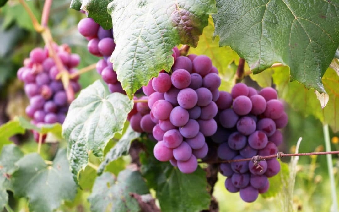 Charitable bunching | several bunches of grapes