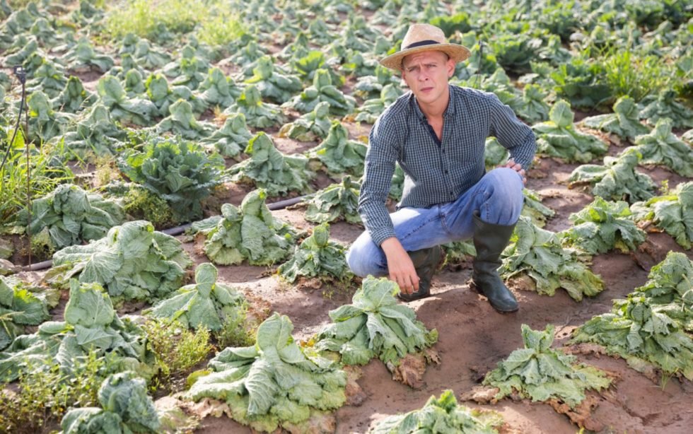 Tax Loss Harvesting for Tax-Advantaged Accounts | Man in a field looking at his crops